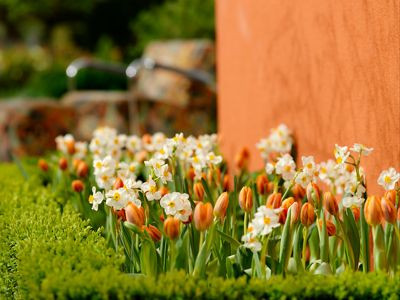 Spring Combination Ideas, Bulb Combinations, Plant Combinations, Flowerbeds Ideas, Spring Borders, Tulip Prinses Irene, Daffodil Geranium, Tulipa Prinses Irene, Narcissus Geranium, Fragrant border